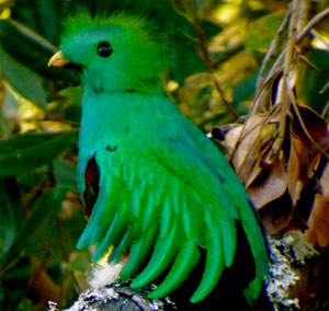 The same Quetzal cooperates for another close-up.